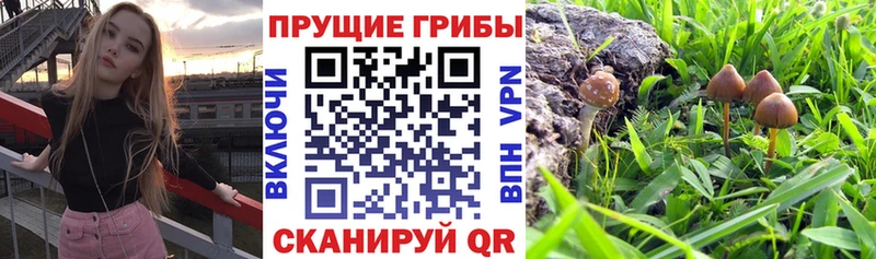 где можно купить наркотик  Владимир  Галлюциногенные грибы мухоморы 